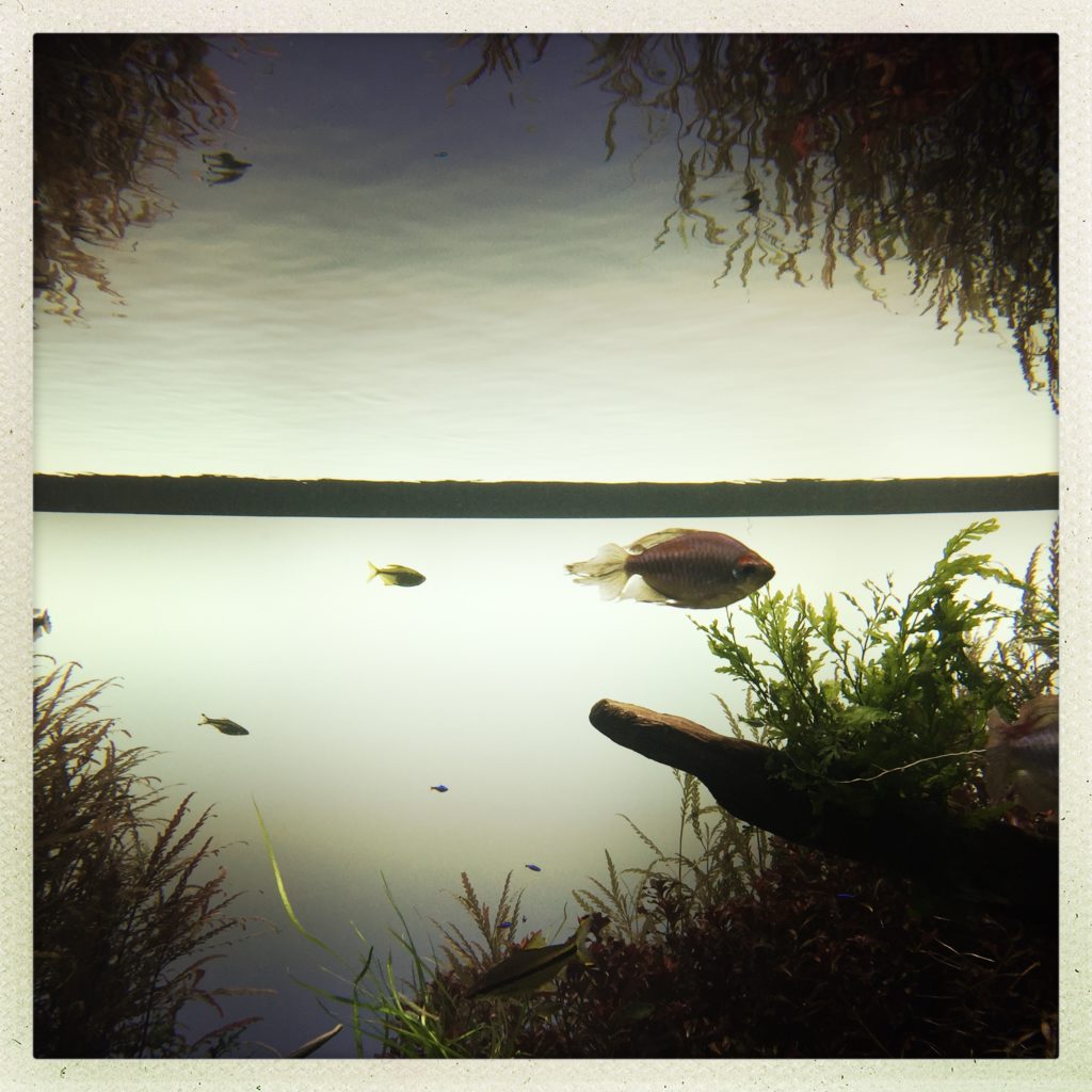 Blou design - Arrêt sur image : l'aquarium miroir