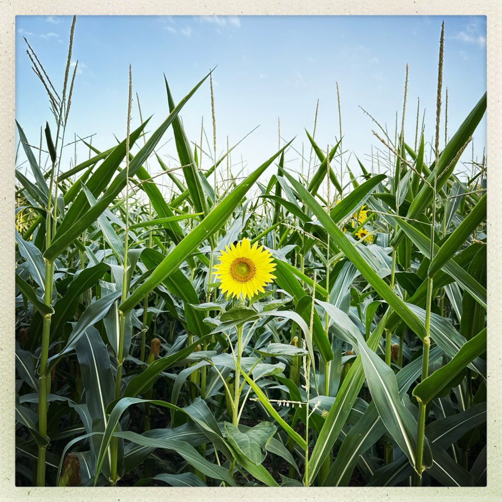 Tournesol au milieu des champs
